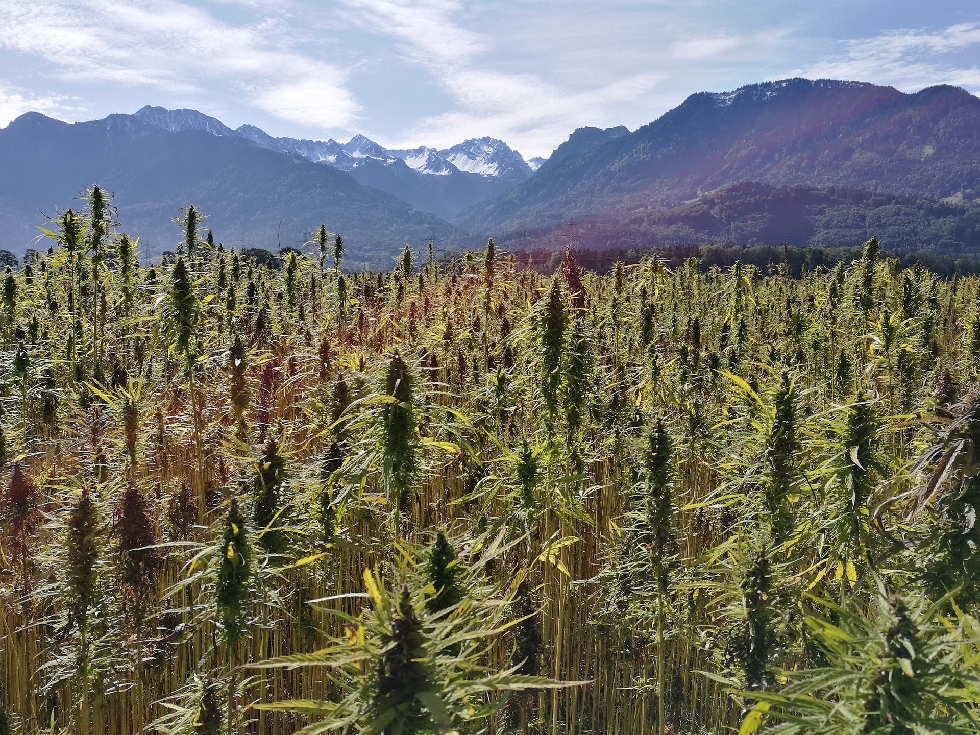 Cbd