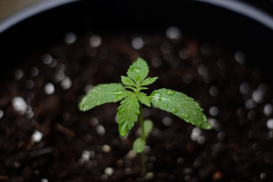 Cbd