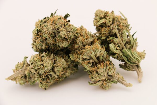 Snow White Greenhouse - CBG : 6,96% – Image 2