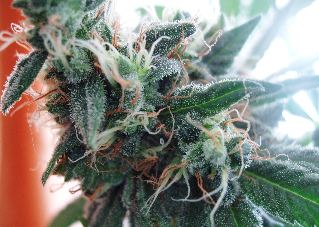 trichome cbd