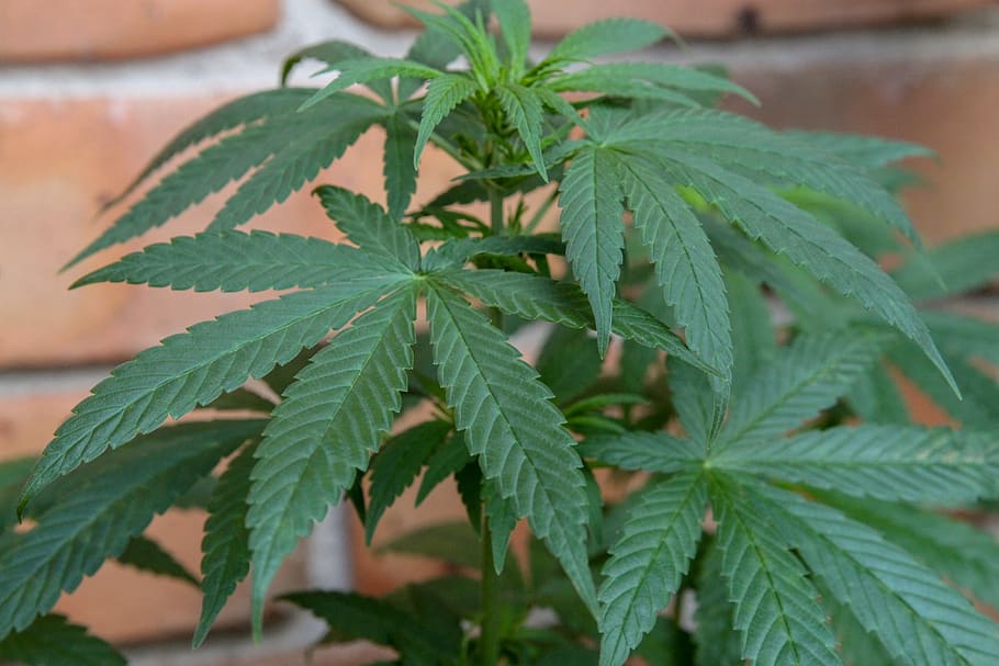 cannabis legal