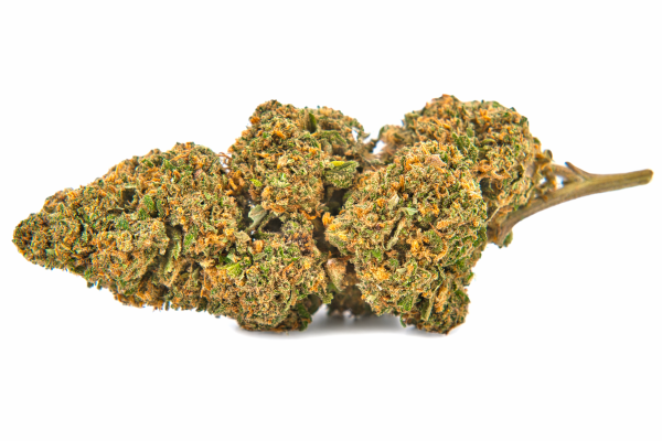 Bud de chanvre CBD premium – variété Amnesia Haze cultivée en extérieur