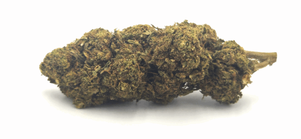Grosse tête de fleur CBD CHEESY FRUIT – couleur verte et texture dense