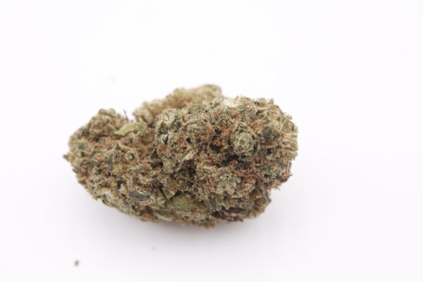 Gros plan détaillé sur une seule tête de fleur de CBD Runtz Indoor sur fond blanc.