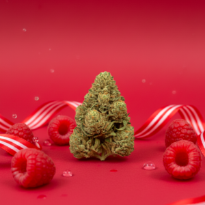 🍬BUBBLE GUM (SMALL BUDS) 🍬